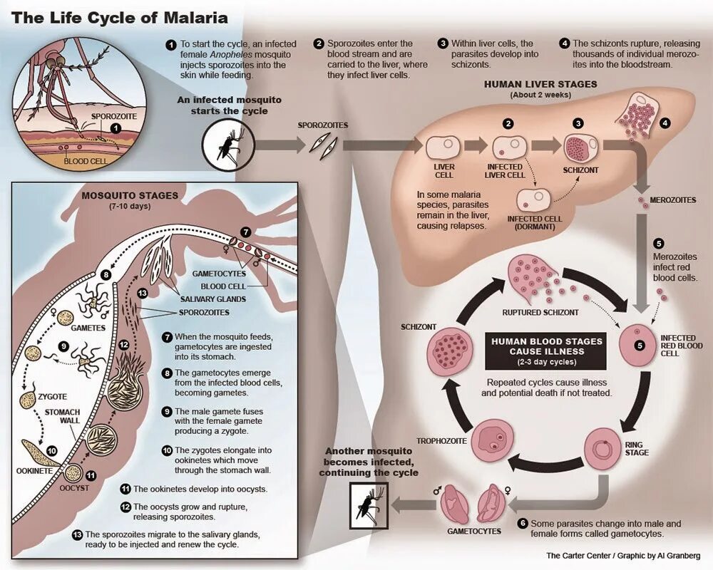 Малярия является антропозоонозом. Life Cycle of малярийный плазмодий. Диаграмма малярия. Заболевание малярией диаграмма.