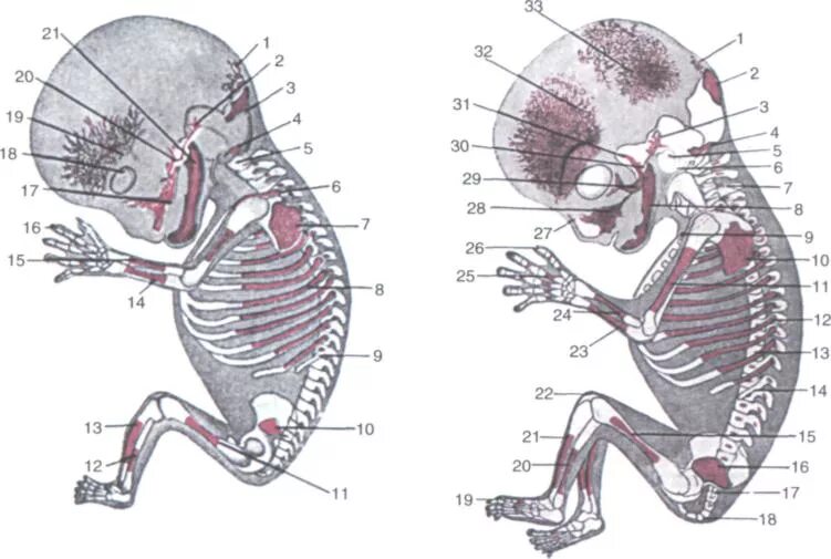 Патология жабер у человека. Скелет зародыша человека. Скелет эмбриона человека. Формирование скелета у эмбриона. Формирование скелета внутриутробно.