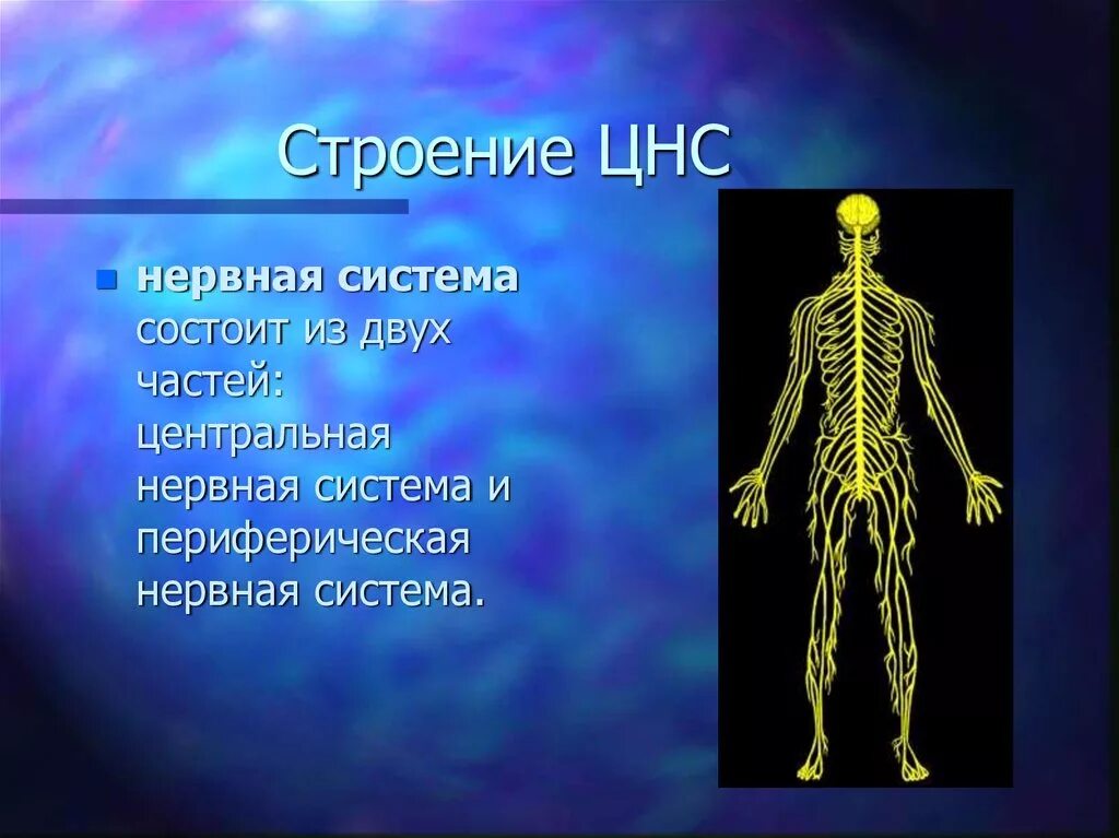 Центральная нервная система анатомия. Нервная система. Строение нервной системы. Центральная нервная система. Нервная система анатомия.