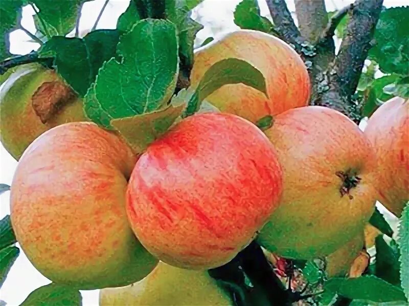Влияет ли сорт яблок на засушивание. Яблоня Мирончик. Сахарные яблоки сорт.