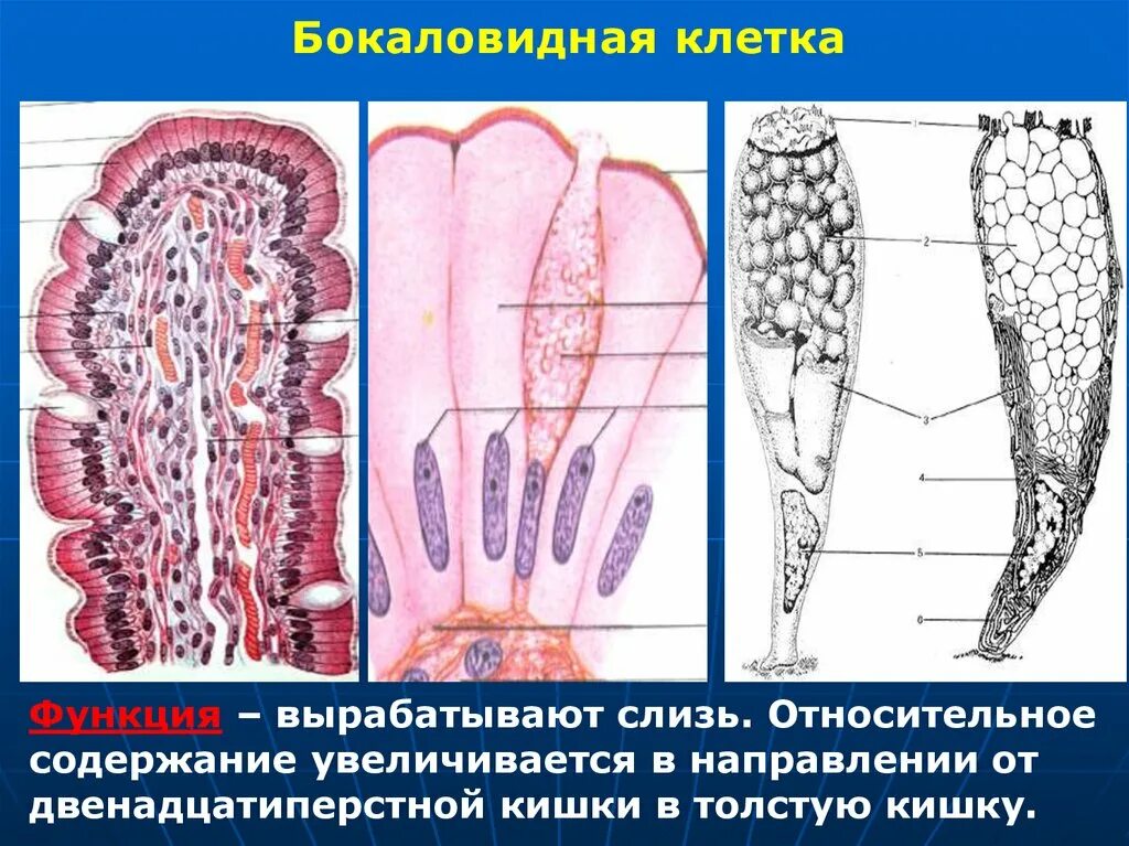 Тонкая кишка гистология бокаловидные клетки. Бокаловидные клетки тонкого кишечника. Бокаловидные клетки эпителия тонкой кишки. Бокаловидная клетка гистология. Слизистые клетки вырабатывают