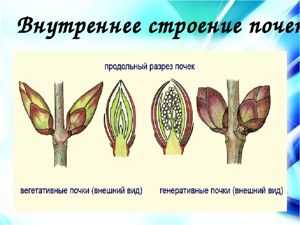 Строение почки 6 класс биология. Строение почки растения. Строение почки растения 5 класс биология. Внутреннее и внешнее строение почки тополя.