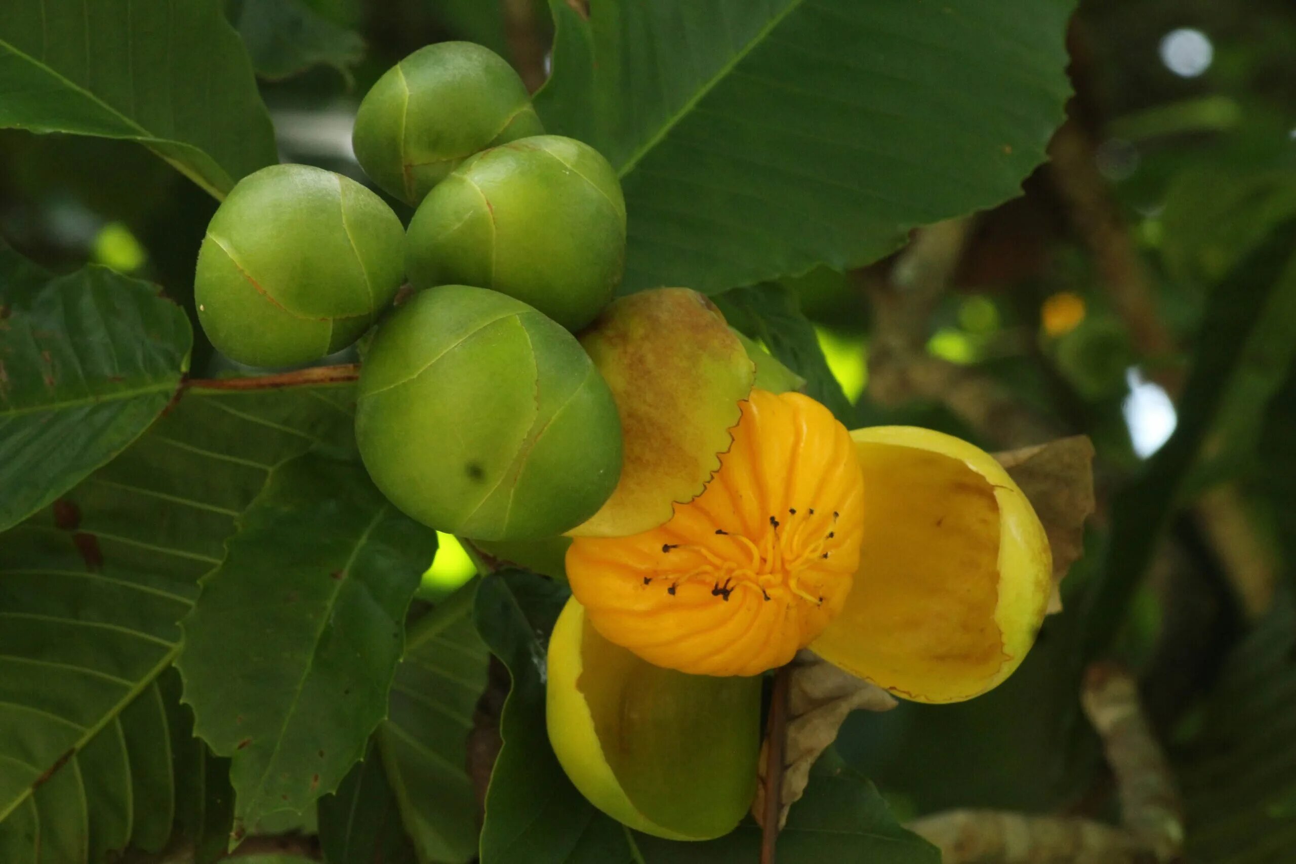 Elephant apple. Дилления индийская слоновое яблоко. Dillenia серрата. Дилления Филиппинская. Дилления Андаманская.