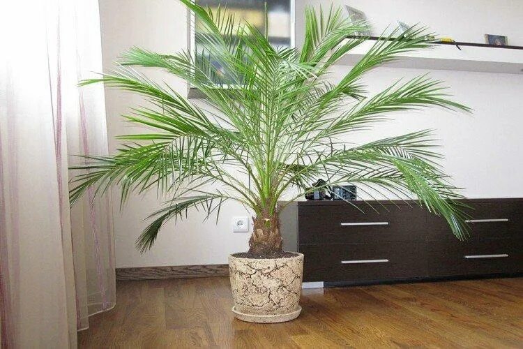 Dwarf Date Palm Palm house plants, Plants, Indoor palm trees