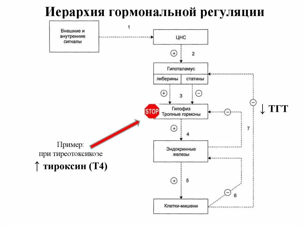 Принцип обратной связи гормонов гипофиза. Иерархия действия гормонов биохимия. Гормональная регуляция биохимия схема. Регуляция секреции гормонов общая схема. Иерархия гормональной регуляции.