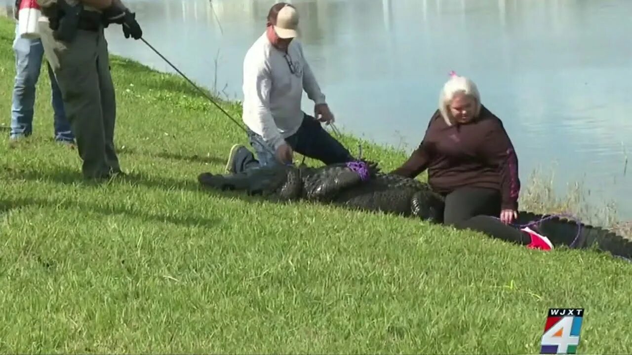 Alligator as2 сбой. In Florida old woman was Killed by Crocodile.