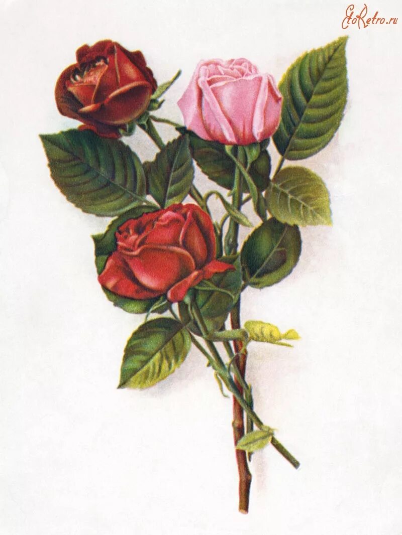 Советские открытки с розами. Ретро розы. Ретро открытки с розами.