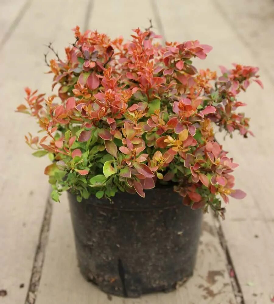 барбарис тунберга, тунберга, адмирейшн. барбарис адмирейшн (admiration). барбарис тунберга адмирейшн berberis thunbergii admiration. барбарис тунгерба адмирельшен. барбарис адмирейшн высота.