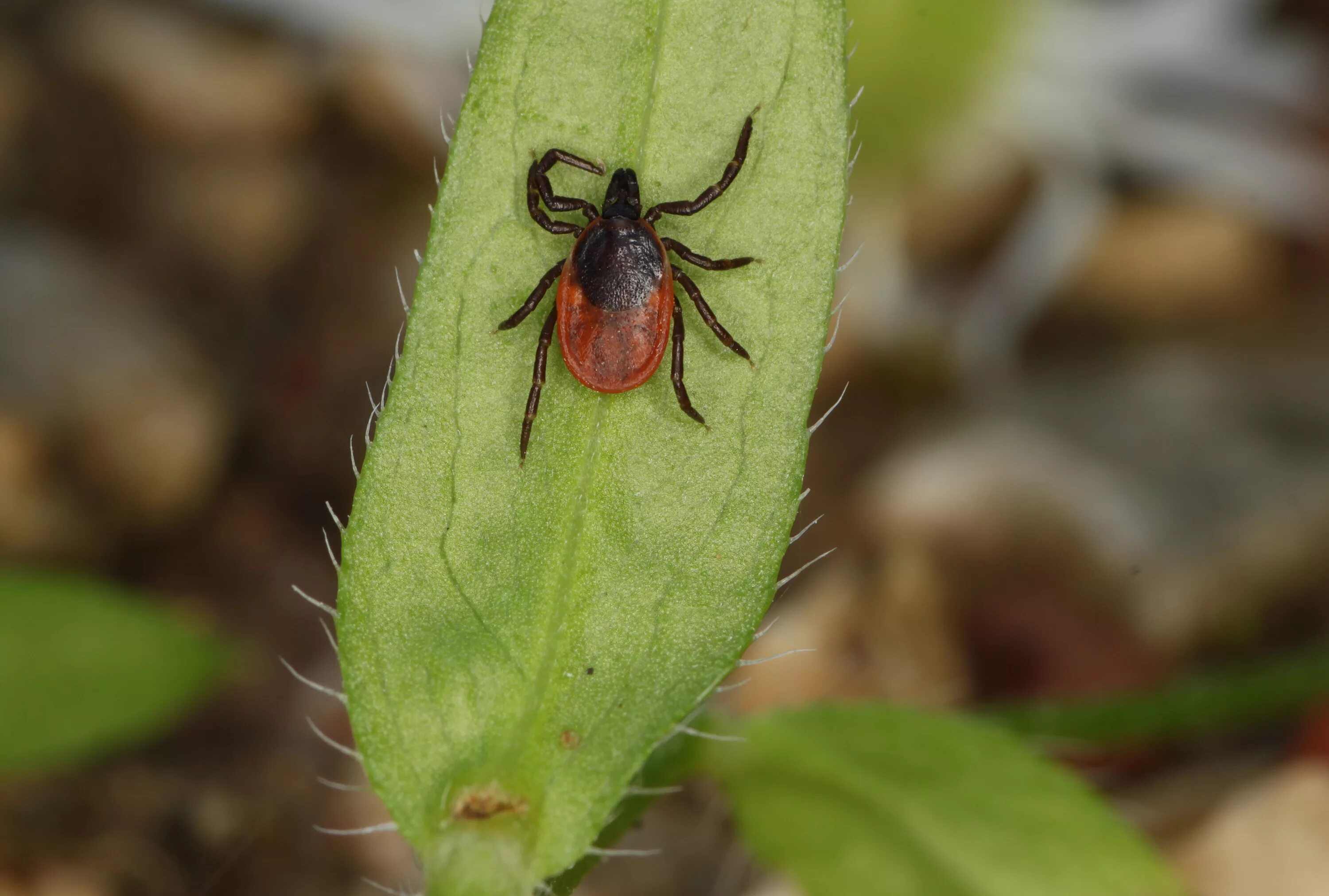 Клещи живут на деревьях. Ixodes dammini. Клещи Лесные. Травяной клещ. Клещ в лесу.