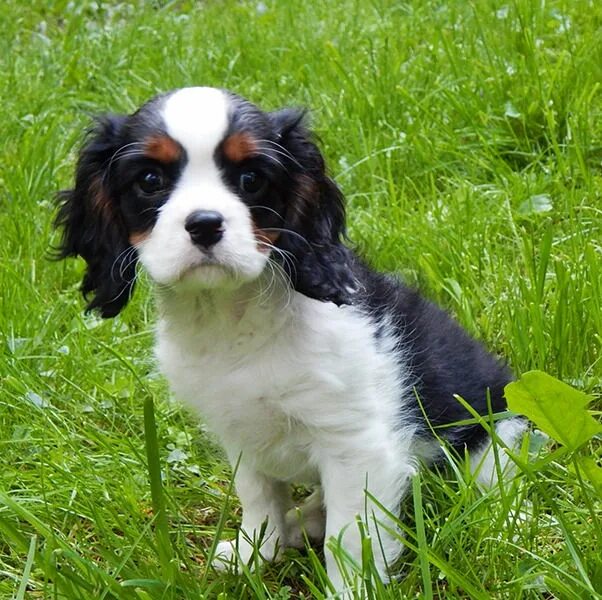 Кинг чарльз спаниель триколор. Щенки кавалер кинг чарльз спаниель триколор. Кавалер кинг чарльз спаниель. Кокер спаниель кавалер кинг чарльз. Кинг чарльз спаниель трехцветный.