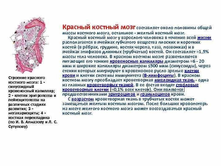 Какую функцию выполняет красный мозг. Какую функцию выполняет красный мозг