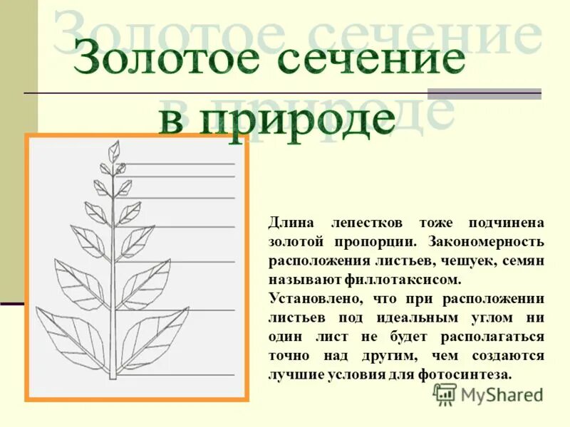 Функции сухих чешуйчатых листьев. Функции сухих чешуйчатых листьев