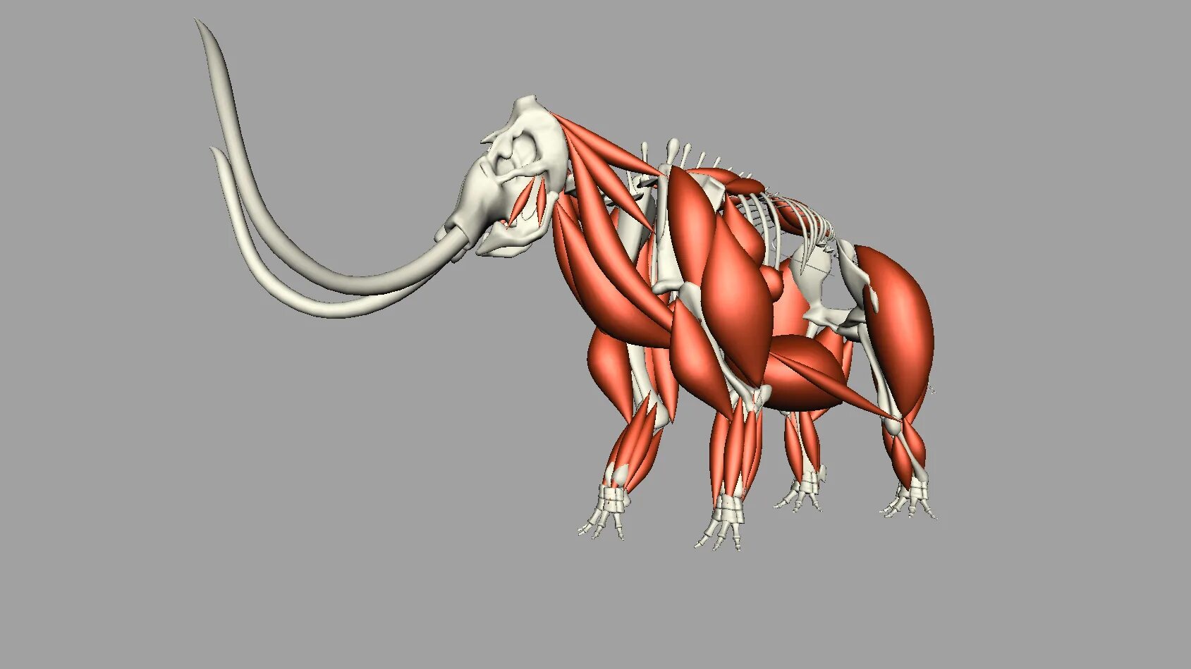 Мускулатура млекопитающих. Анатомия Мамонтов. Мышцы хобот Мамонтов. Мамонт анатомия. Мышцы мамонта.