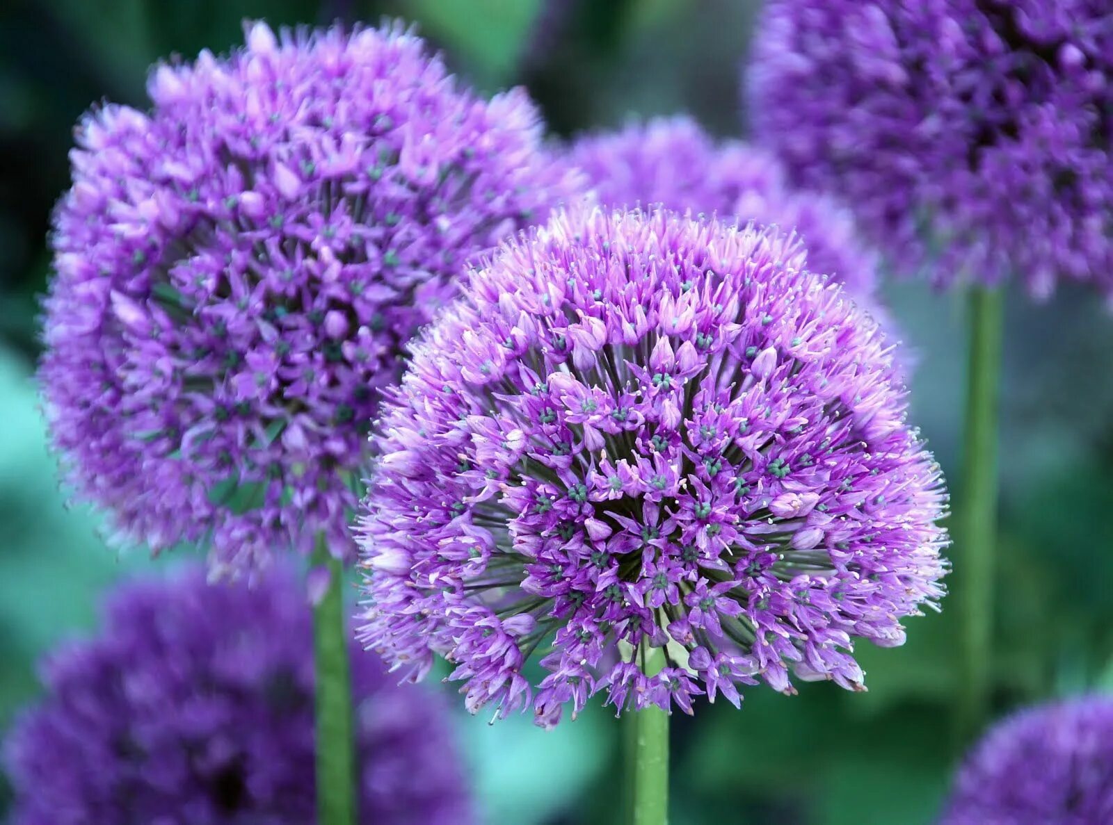 Дикий лук название. Аллиум шнитт. Аллиум перпл Сенсейшн. Аллиум Purple Sensation. Дикий лук аллиум.