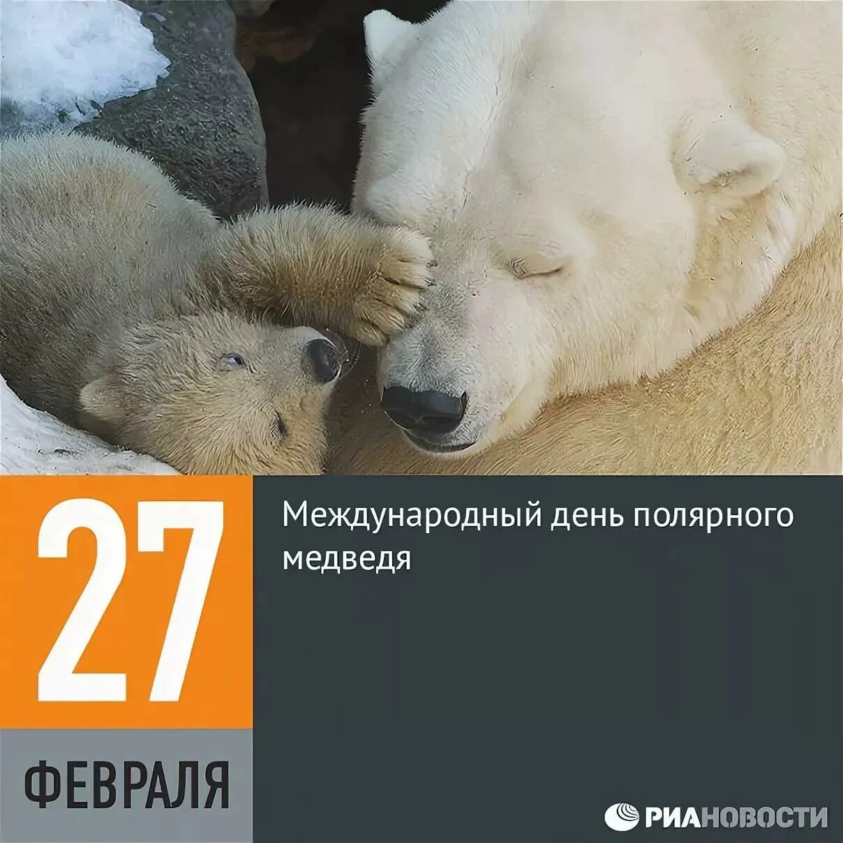 Международный день белого медведя картинки. День белого полярного медведя (international polar bear day). 27 февраля международный день белого медведя. 27 февраля день полярного медведя. день белого полярного медведя 27 февраля.