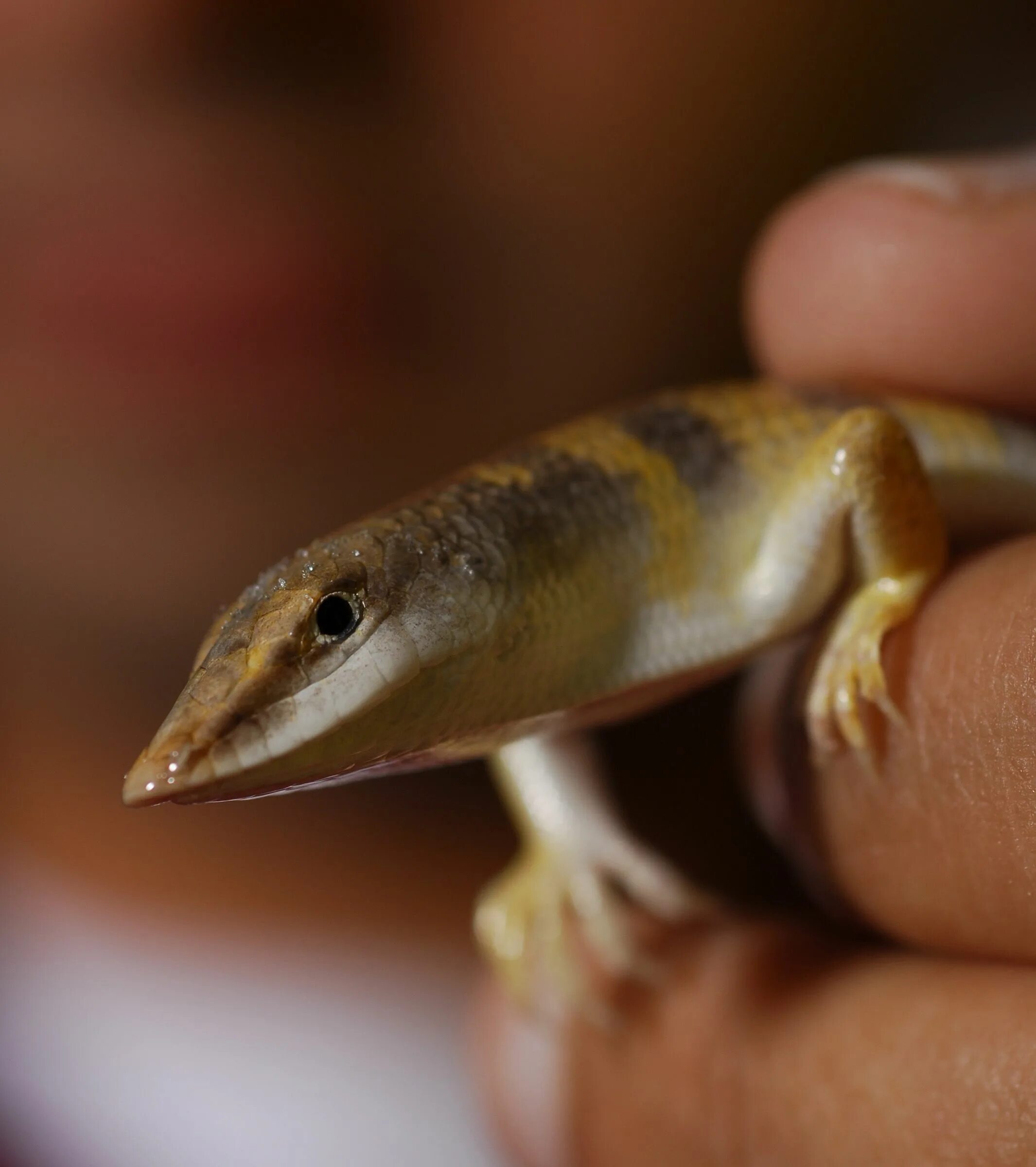 Плавающая ящерица. Sandfish. Sandfish Skink. Ящерица плывет.