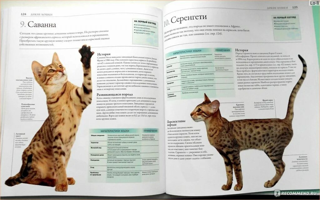 Содержание больших кошек. Все породы кошек дэвид элдертон. саванна кошка вес. вес котят саванна. справочник по породам кошек.