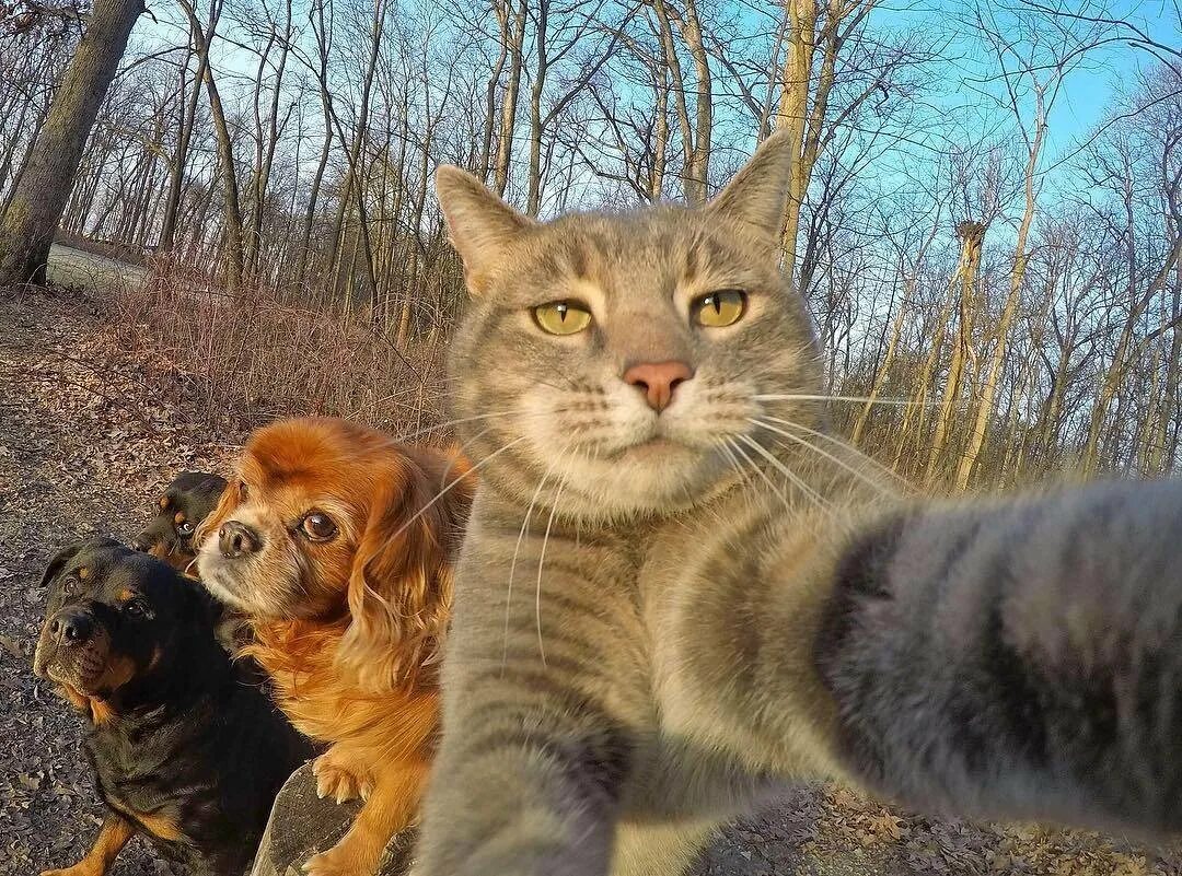 Кот мэни и собака. Селфи кота мэнни. селфи кота на фоне собак. рыжий кот селфи. авито лысьва животные кошки.