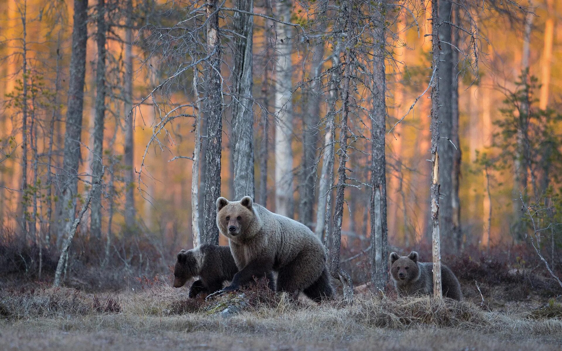 Бурый медведь Уссурийская Тайга. "Медведи в лесу" Kim Norlien. Бурый медведь в тайге. Сибирский, Таежный, Лесной, дикий.