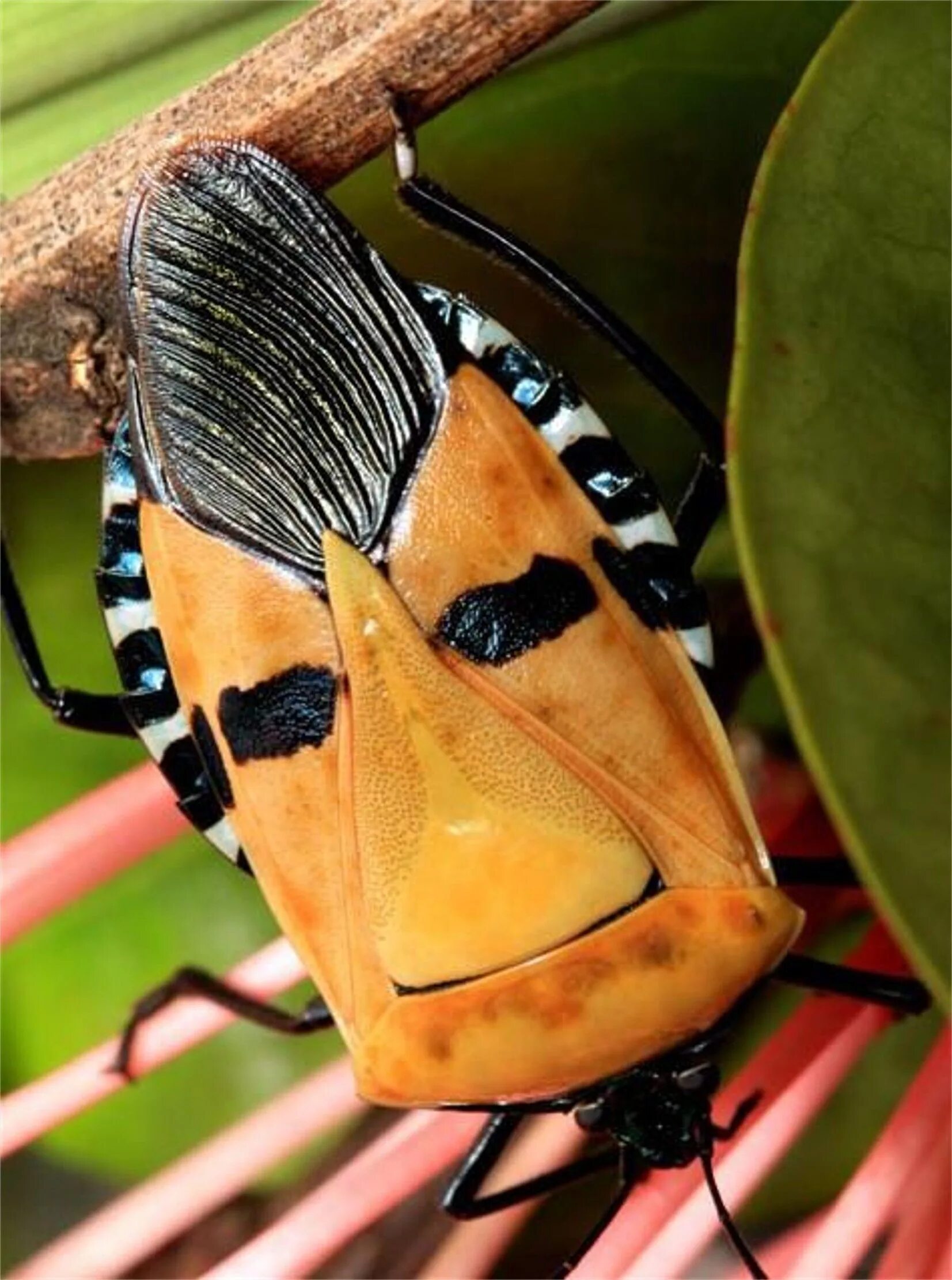 жук веероус. жук листоед радужный. жук горбатка бразильская. странные жуки. самка жука-трилобита.