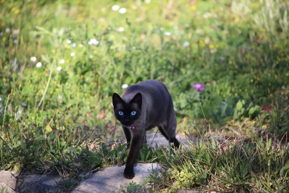Кошечка гуляет. Сиамская кошка черная. Черные кошки породы Крысолов. Черный сиамский кот. Кот Крысолов черный.