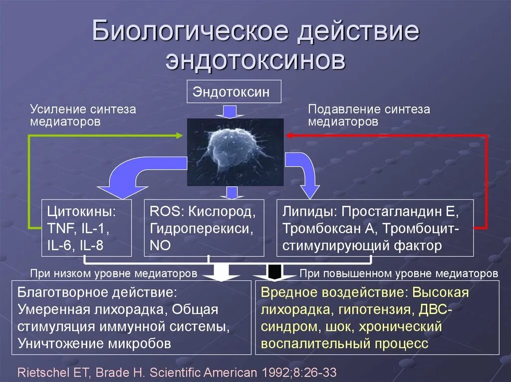 Виды биологических эффектов. Механизм воздействия эндотоксинов. Механизм действия эндотоксинов микробиология. Эндотоксины бактерий. Эндотоксины бактерий примеры.