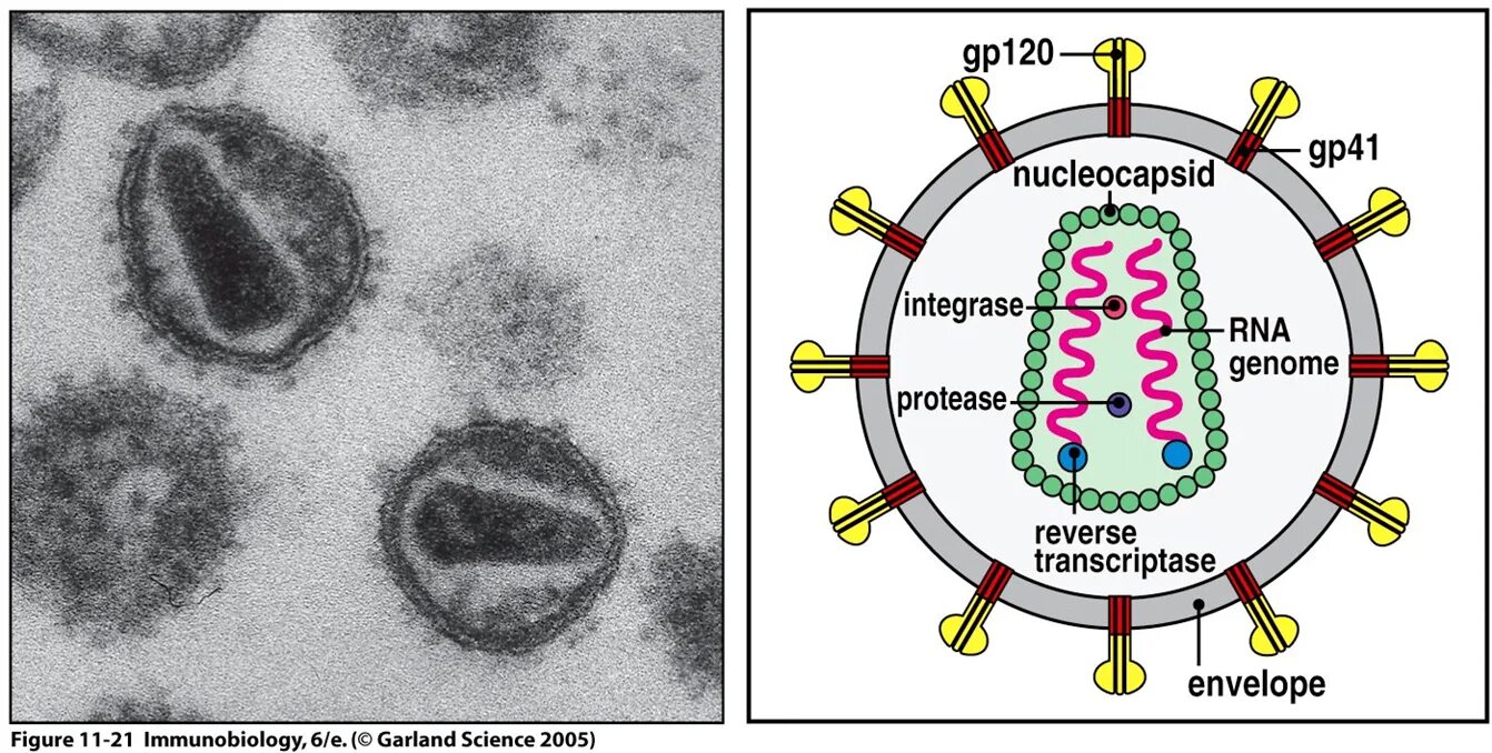 Human immunodeficiency virus. ВИЧ структура вириона. ВИЧ инфекция ретровирус. Схема вируса ВИЧ. Ретровирусы. Вирус ВИЧ..