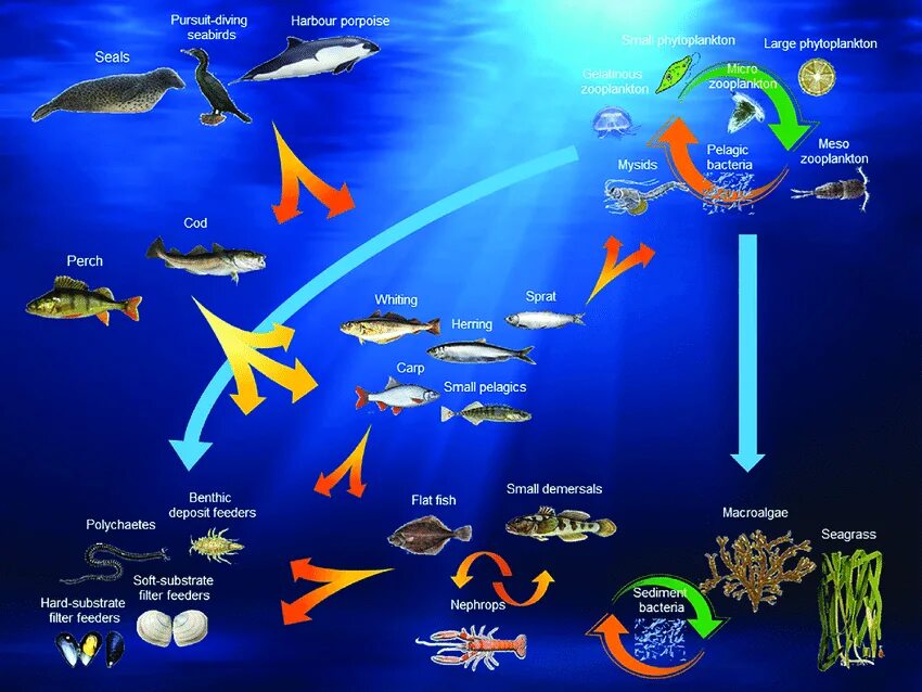 Регенерация у рыб. Планктон в соотношении с китом.