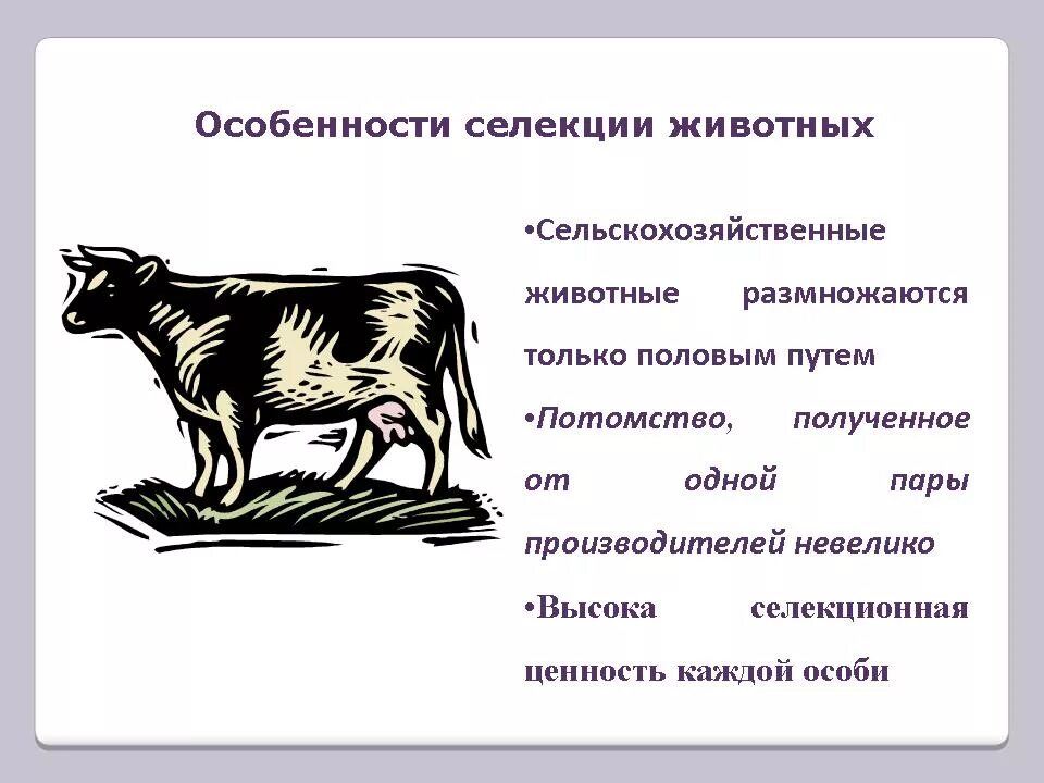 Исторически наиболее старым методом селекции. Селекция животных. методы селекции животных. методы и селекции домашних животных. методы селекции животных одомашнивание.
