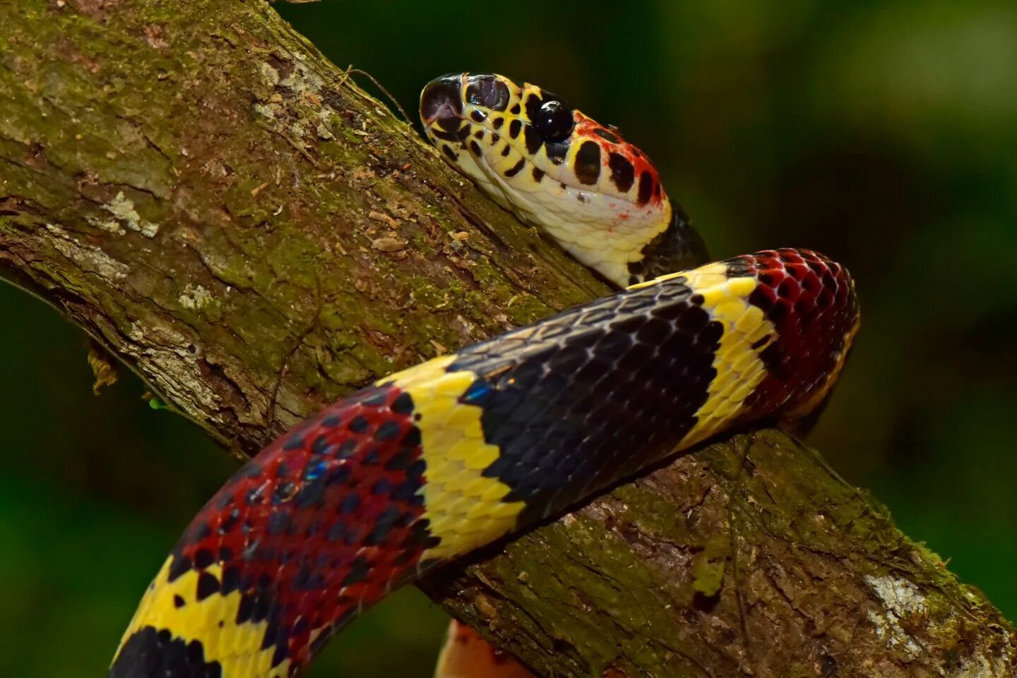 Тропическая змея 4. Тропические змеи. Змеи тропиков. Змеи тропического леса. Змея в тропиках.