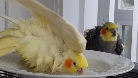 Кореллы купаются