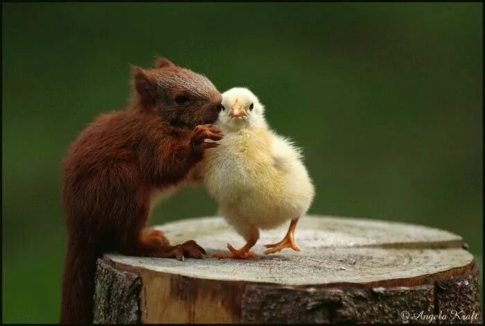 This Couple Rescued 7 Animals And This Is How They Live Now Resgate de animais, 