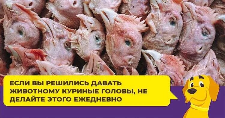 Куриные головки для собак. Можно давать куриные кости собакам