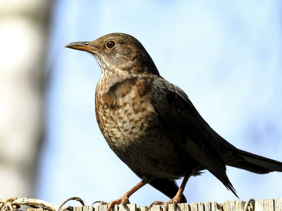 Blackbird bird
