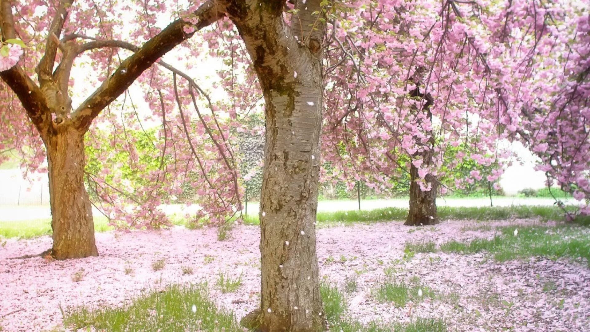 Яблоня черри блоссом. Сакура. Сакура дерево в саду. Опадающая Сакура. Sakura blossom