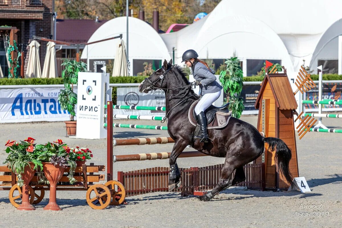 Голден Хорс Таганрог. КСК Golden Horse. КСК Голден Хорс Томск. КСК Голден Хорс Таганрог конюшни. Голден хорс отзывы