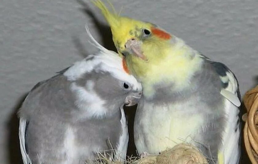 Кореллы попугаи мальчики и девочки. Попугай корелла лютино. Как видят кореллы. Птенцы кореллы. Попугай корелла лютино.