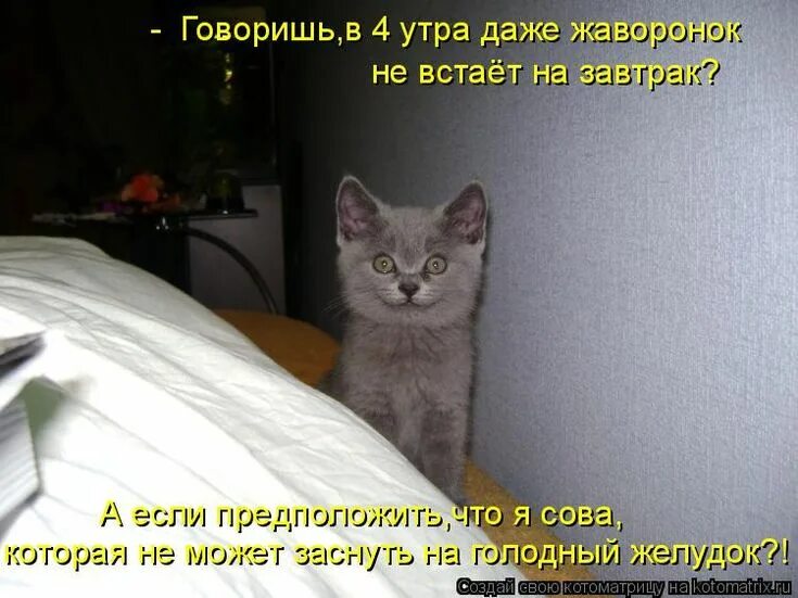 Коты с надписями. Котята приколы с надписями. Смешные картинки с подписями. Приколы про котов с надписями. Поспи говорю