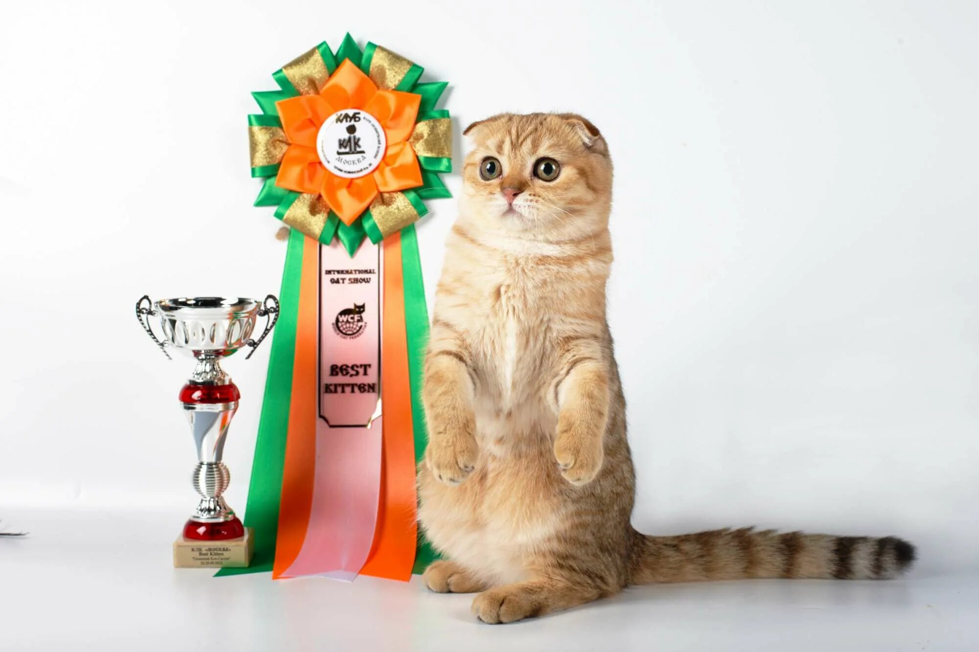 Выставка кошек. Награды для кошек. Кот с наградой. Награды кошек на выставке. Award для кошек купить
