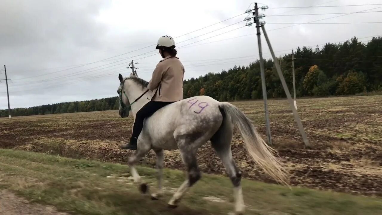 Неспешный лошадиный бег