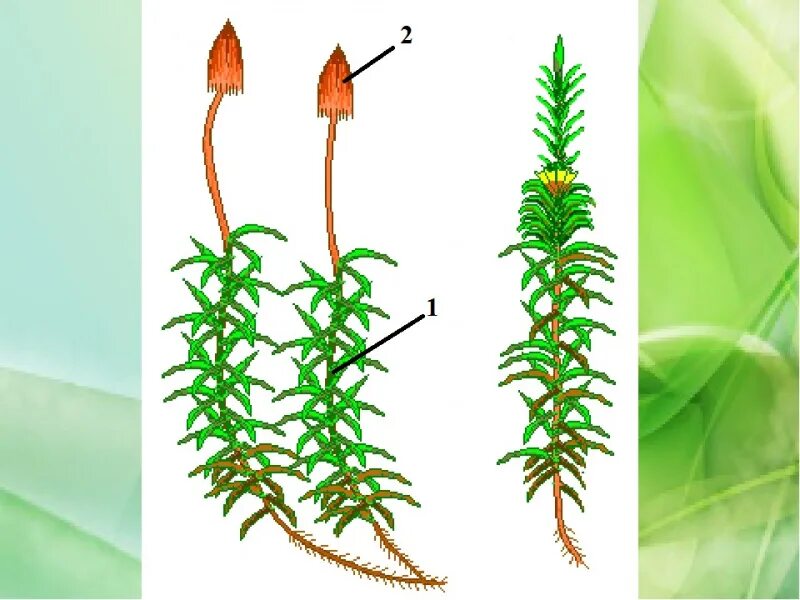 Части растения мха. Моховидные растения Кукушкин лен. Строение мха Кукушкин лен. Строение льна Кукушкин лен. Строение растения Кукушкин лен.