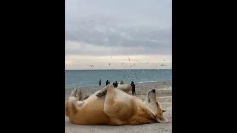 Включи видео подожди