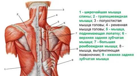 Основные мышцы спины