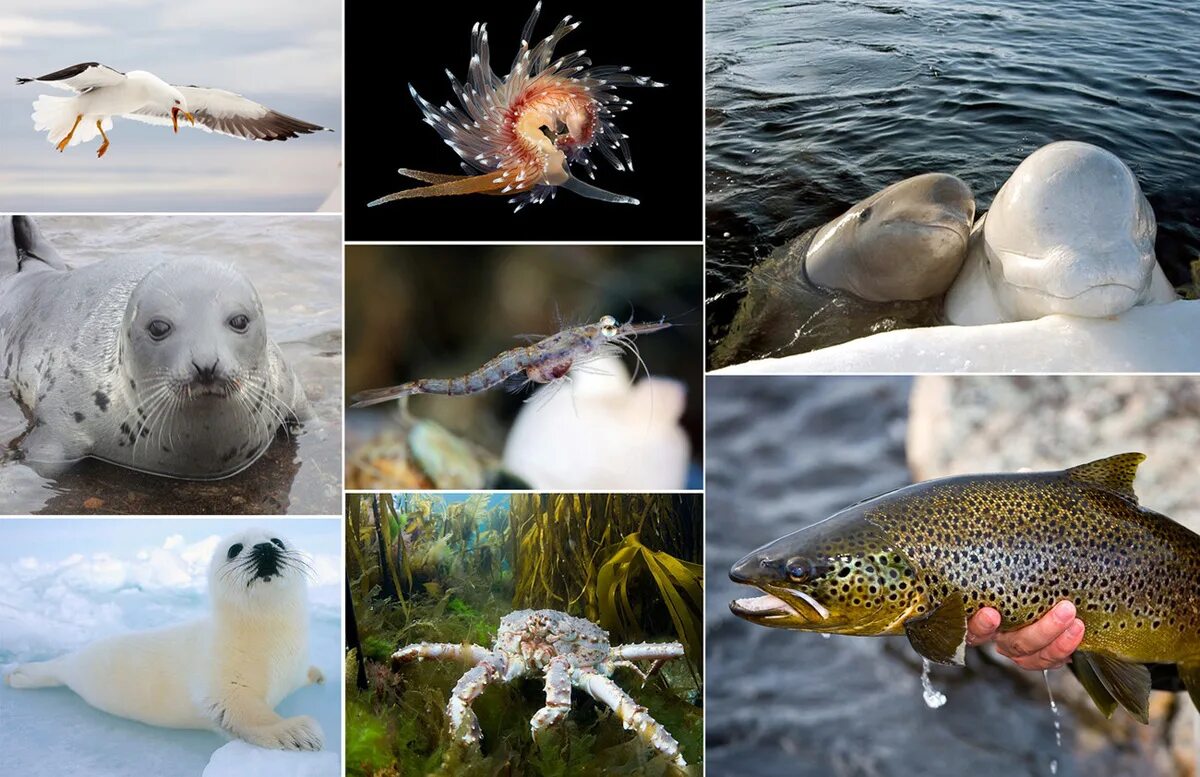 Обитатели балтийского. Обитатели Баренцева моря. Северный Ледовитый океан животный мир. Морские млекопитающие Баренцева моря.