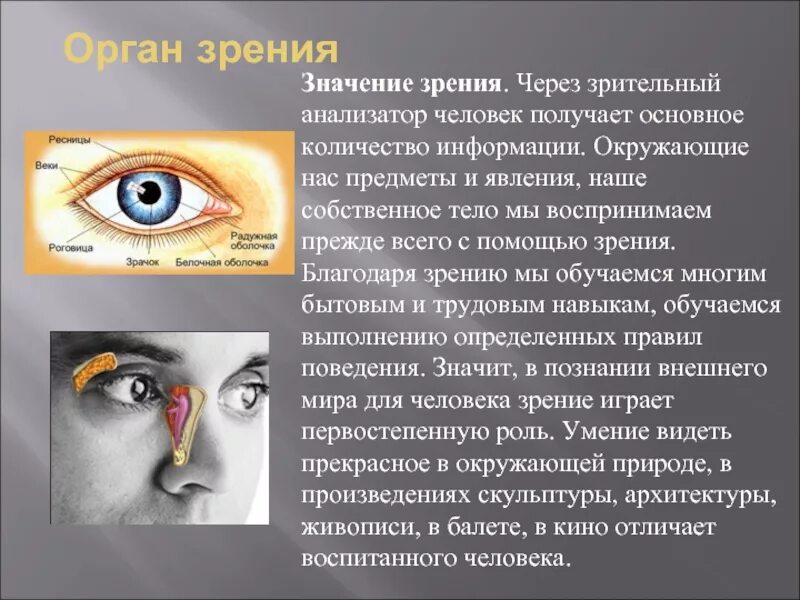 Информация через зрение. Доклад на тему органы чувств человека 3 класс окружающий мир глаза. Доклад на тему глаз. Глаза орган зрения сообщение. Презентация на тему глаза человека.