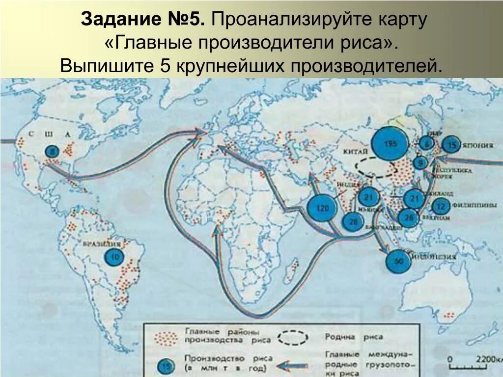 Крупнейшими производителями риса являются. Главные производители риса. Главные страны производители риса.