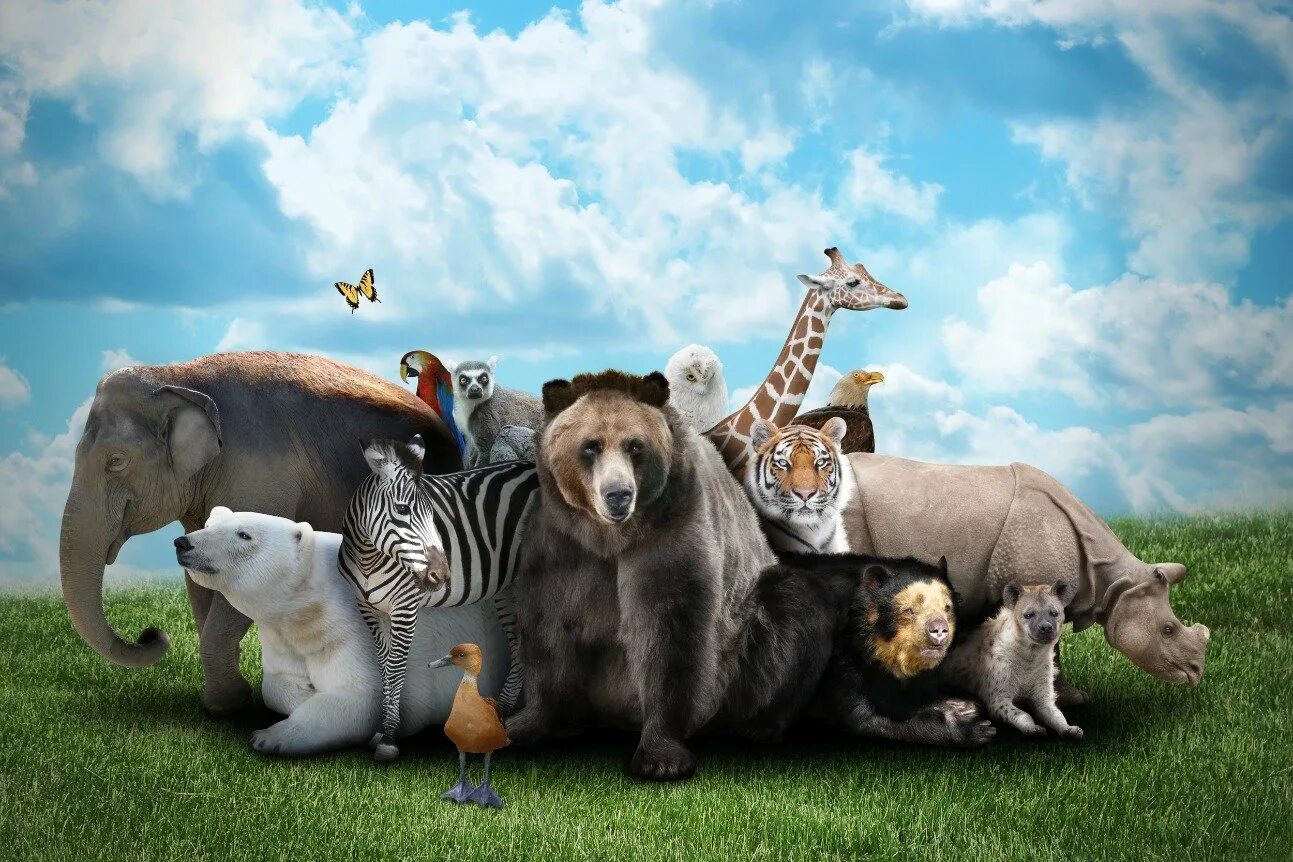 Animals same. Много животных. Животные вместе. Животные планеты. Разные животные вместе.