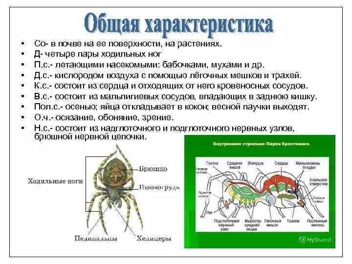 Биология паукообразные тест. Внутреннее строение паука. Класс паукообразные общая характеристика. Характеристика класса паукообразные. Четыре пары ходильных ног имеет.