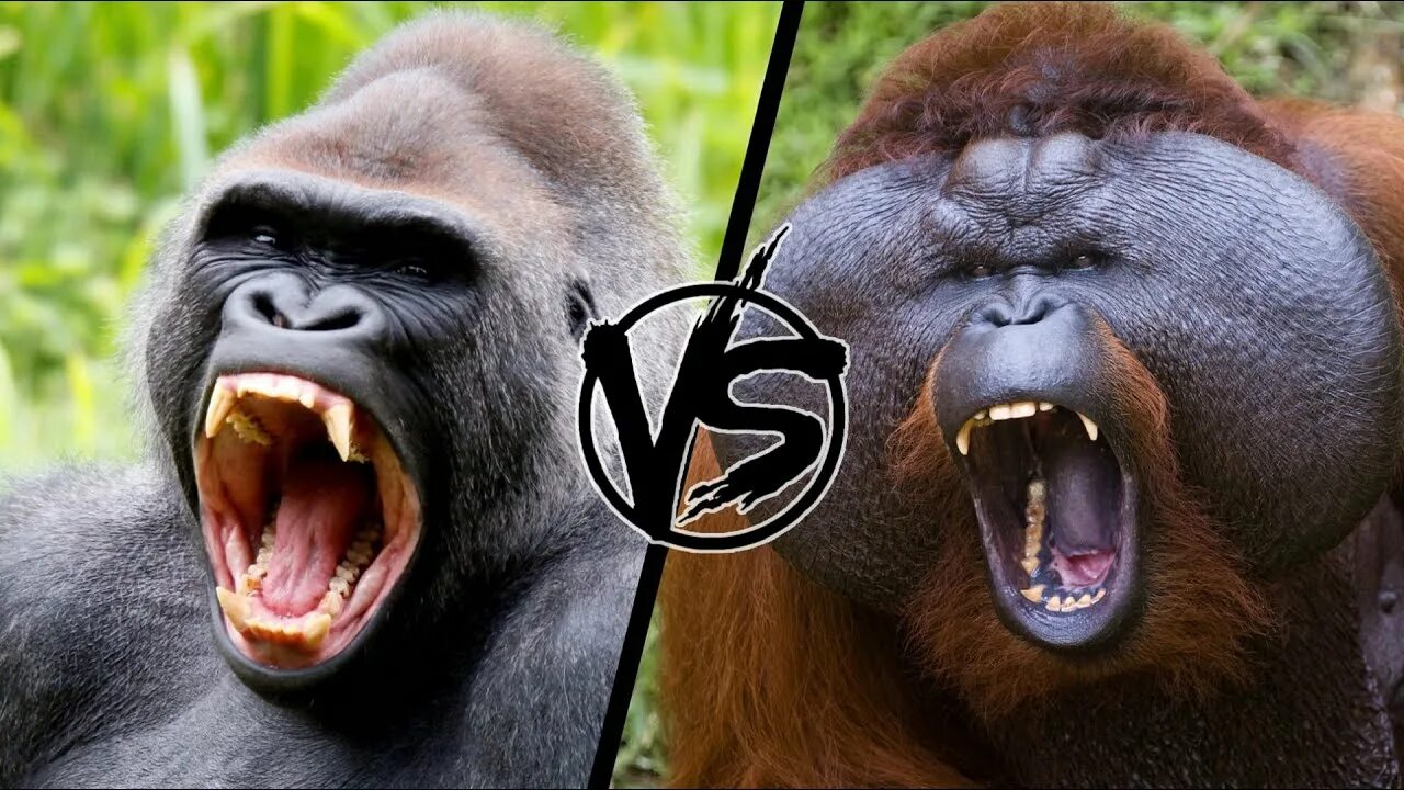 Сравнительная характеристика человека и гориллы таблица What are the differences between orangutans and chimpanzees