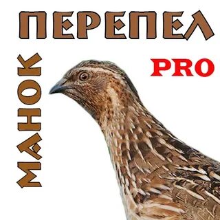 Голос перепела